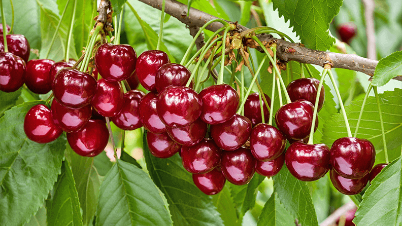 Gran cosecha de cerezas rojas maduras en la rama de un árbol.