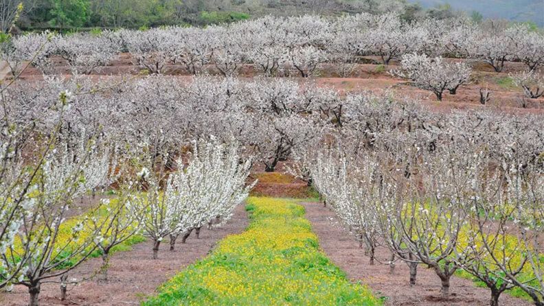 Imagen de archivo de árboles de cerezo en flor en la comarca cacereña del Valle del Jerte. EFE/Eduardo Palomo.