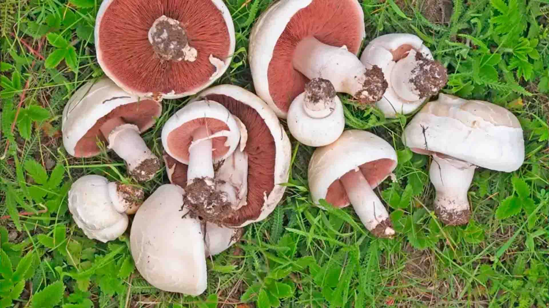 Champiñón silvestre