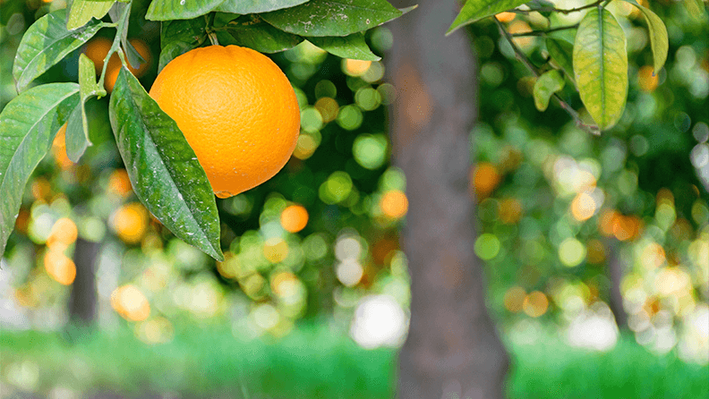 Cultivo de naranjas