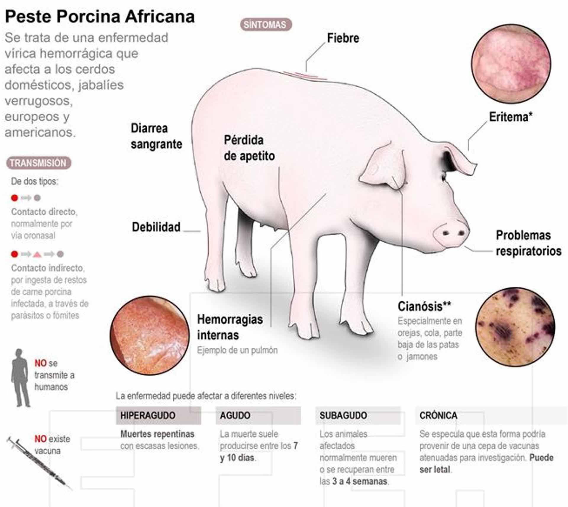 Las claves de la Peste Porcina Africana.