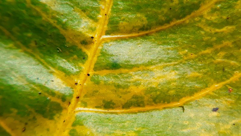 Una hoja verde con amarillamiento y pequeños puntos negros en las líneas de las venas.