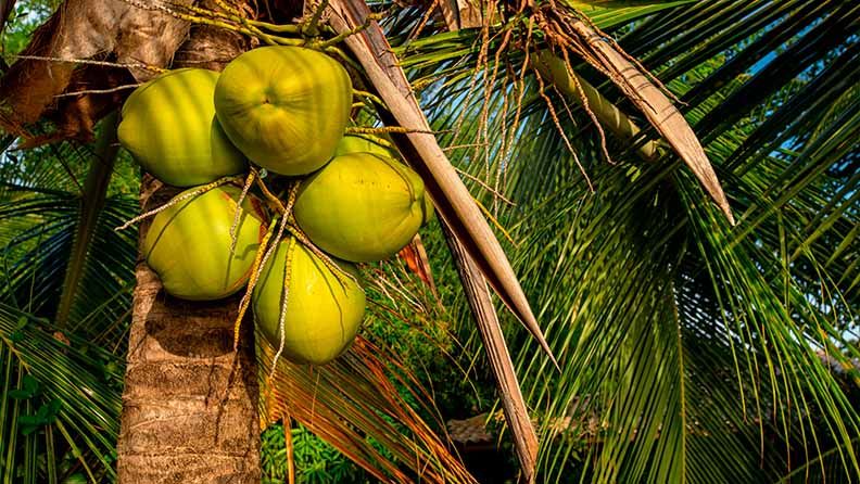 Cocos verdes colgando de un árbol de palma en un entorno natural tropical.