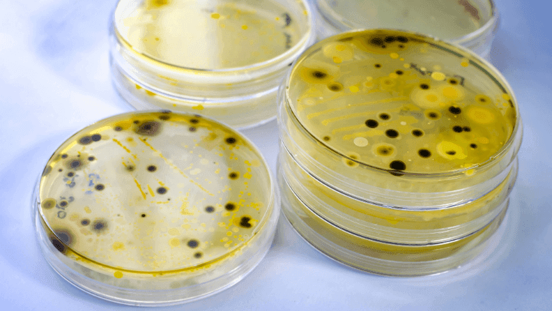 Colonia de bacterias en una placa de Petri en laboratorio.