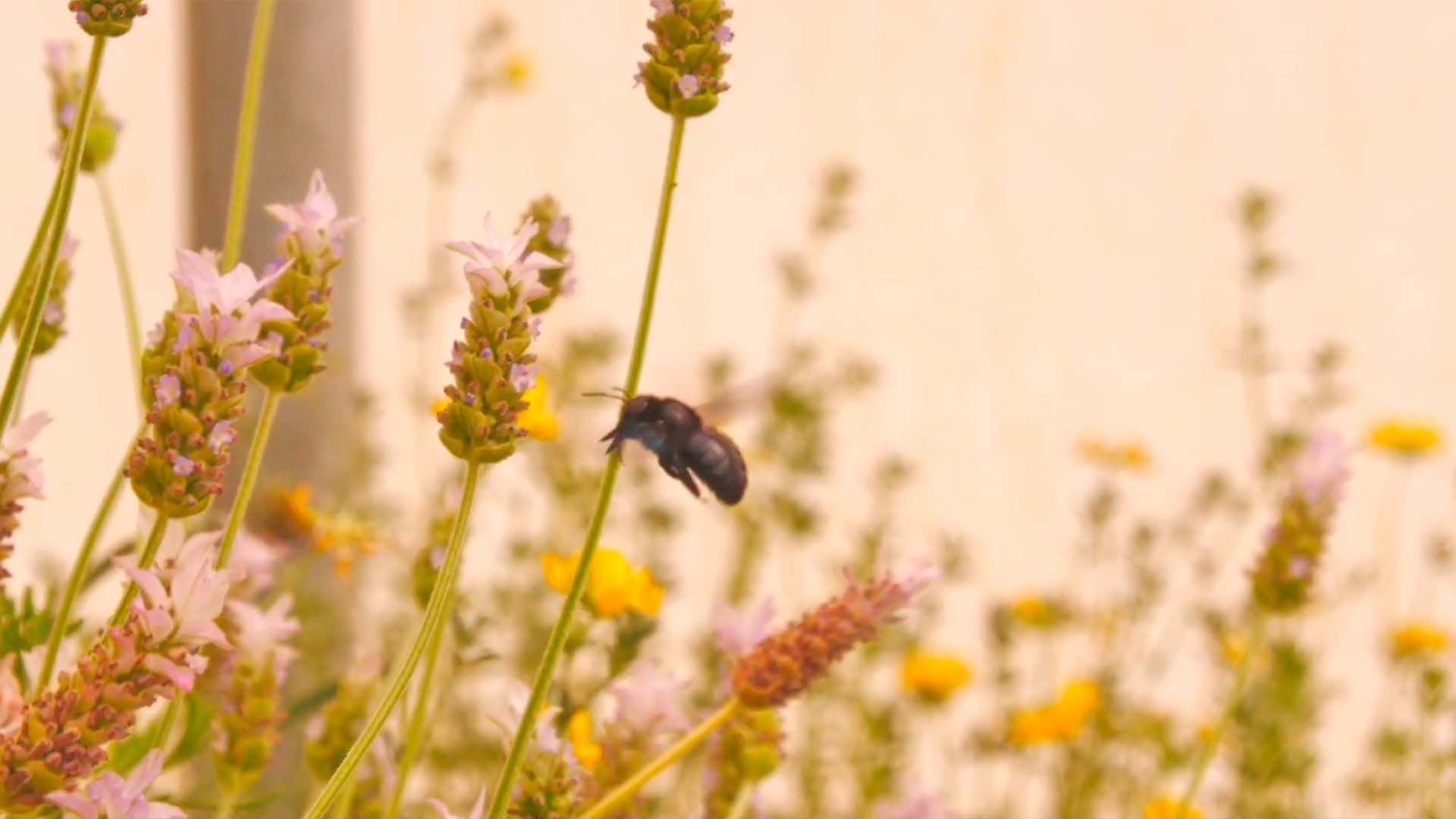 Control biológico en la Estación Experimental Cajamar.