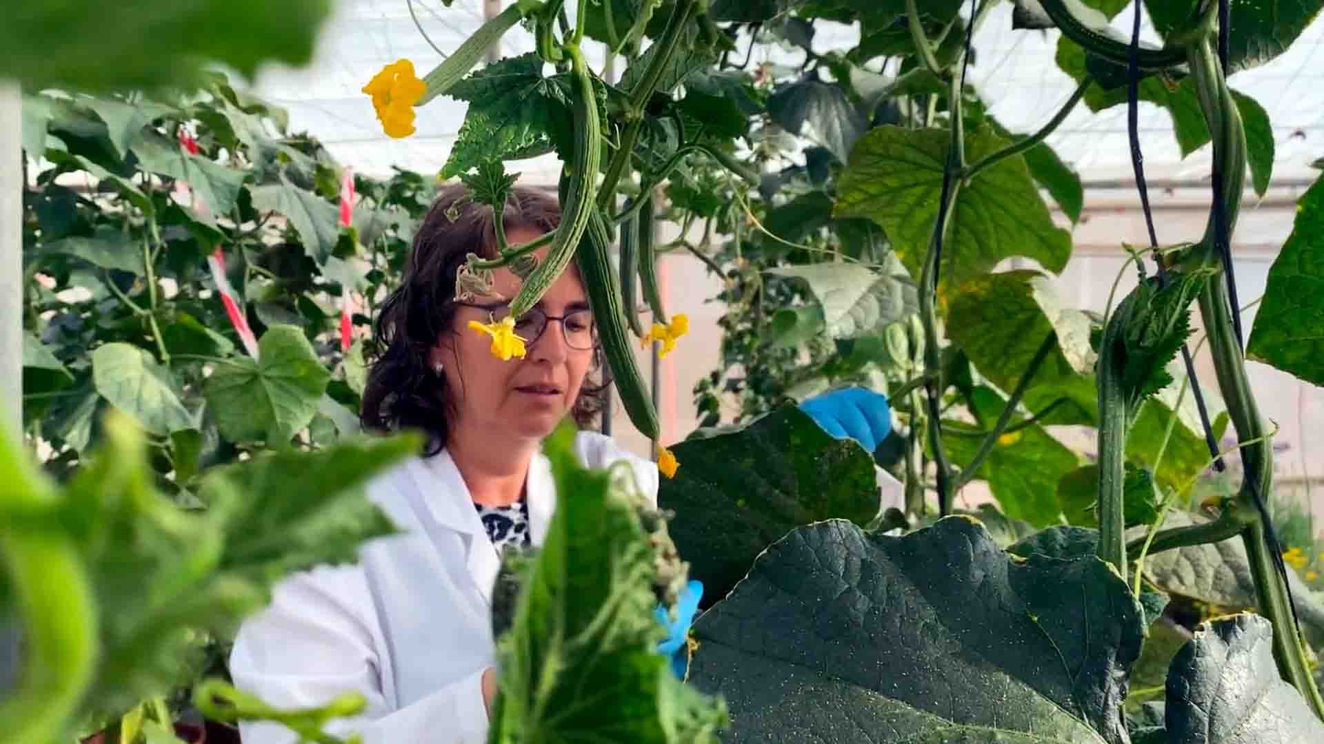 Científica inspecciona pepinos y flores amarillas en un invernadero.
