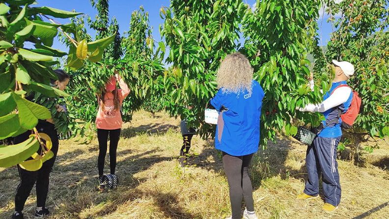 Cosecha de cerezos promovida por Valle Aventura.