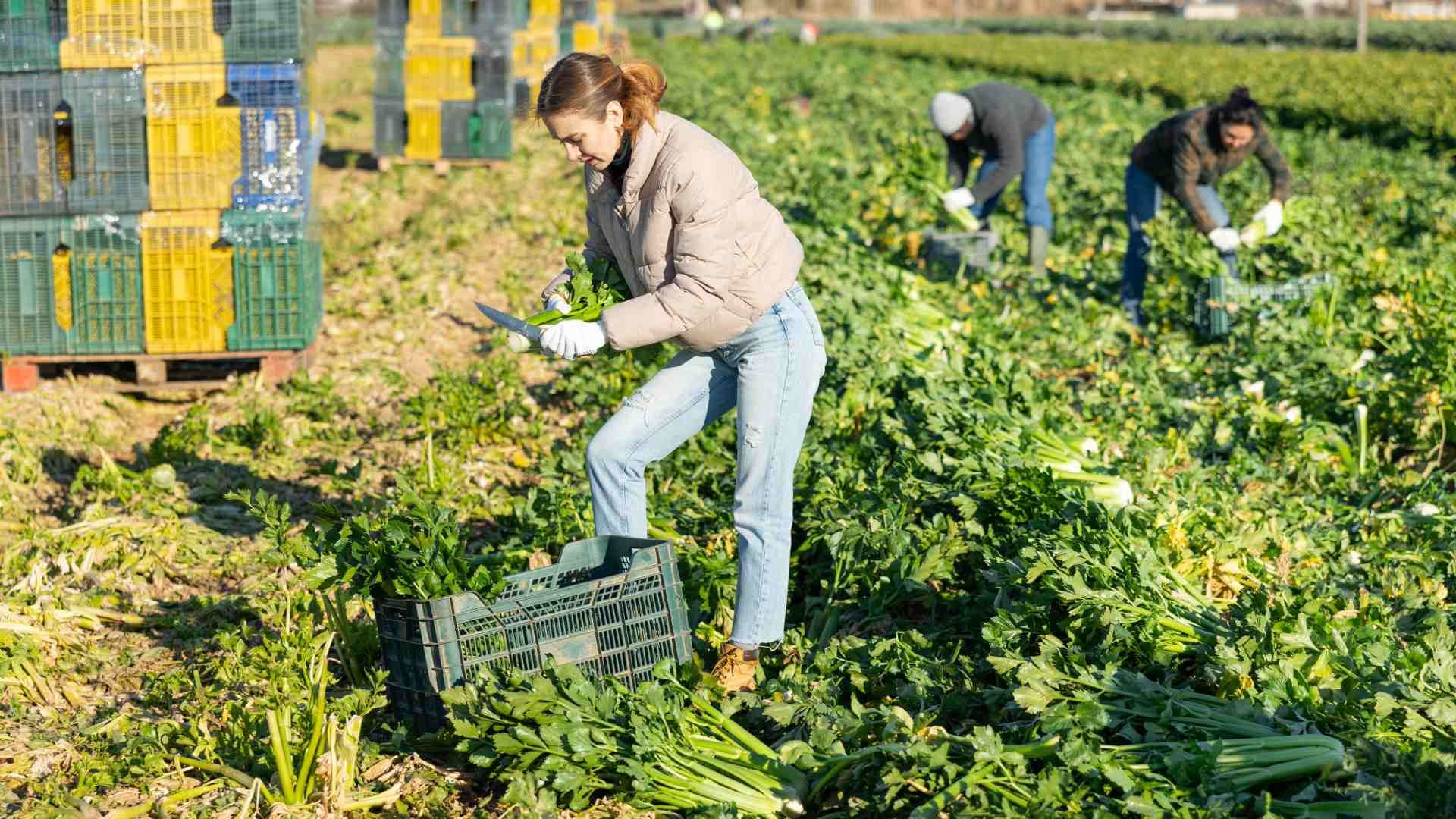 Jóvenes agricultores realizan labores de cosecha.