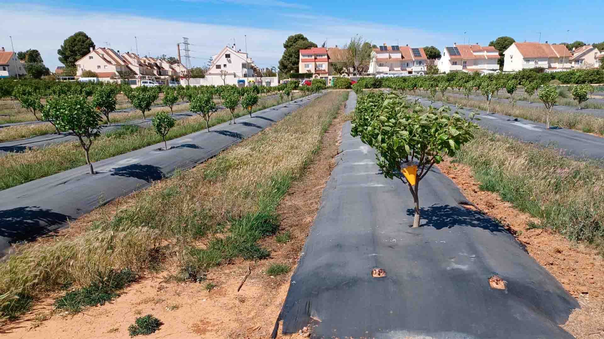 Cubierta vegetal y acolchado en cultivo de Caqui