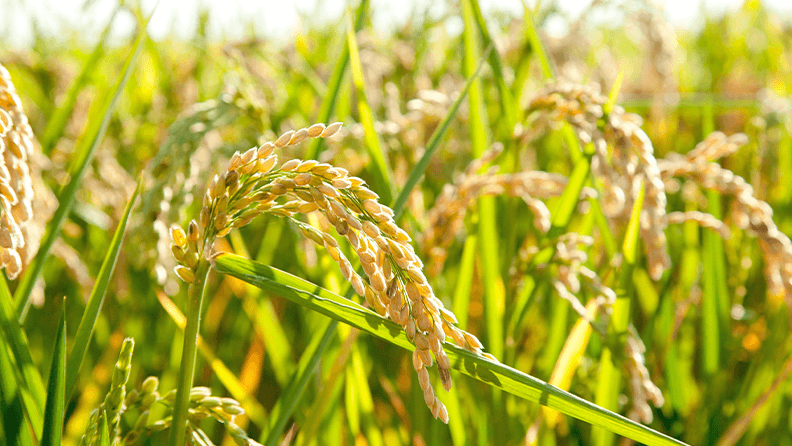 Cultivo de arroz.