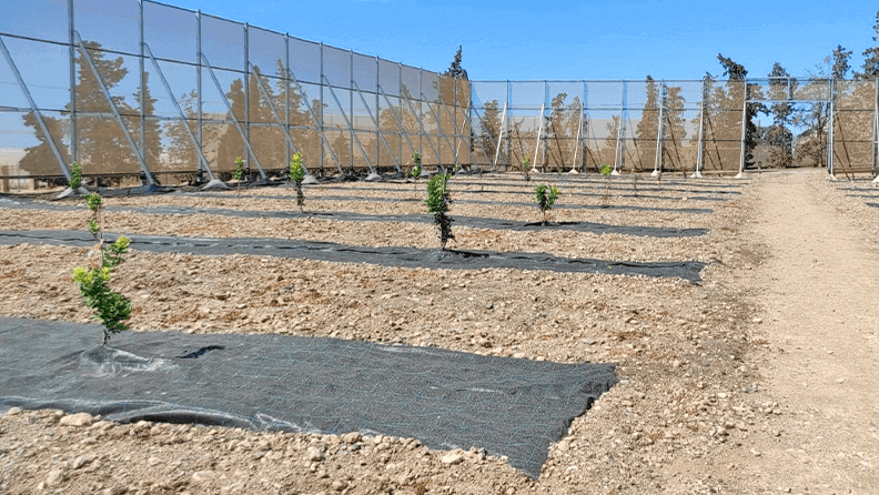 parcela experimental de algarrobo en la Estación Experimental Cajamar ‘Las Palmerillas’ en la provincia de Almería