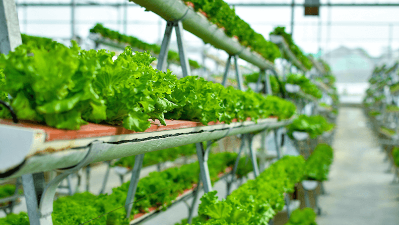 Las hortalizas se cultivan mediante el sistema de fertirrigación.