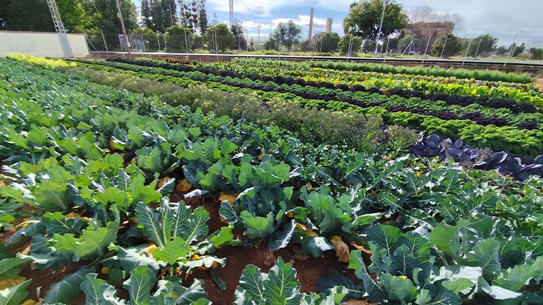 Cultivos de invierno en el Centro de Experiencias Cajamar.