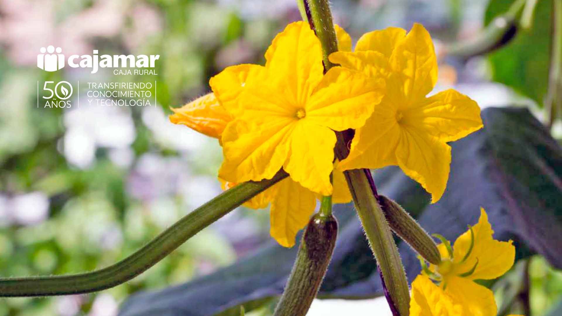 Flores amarillas y pequeños pepinos creciendo en una planta verde vibrante.