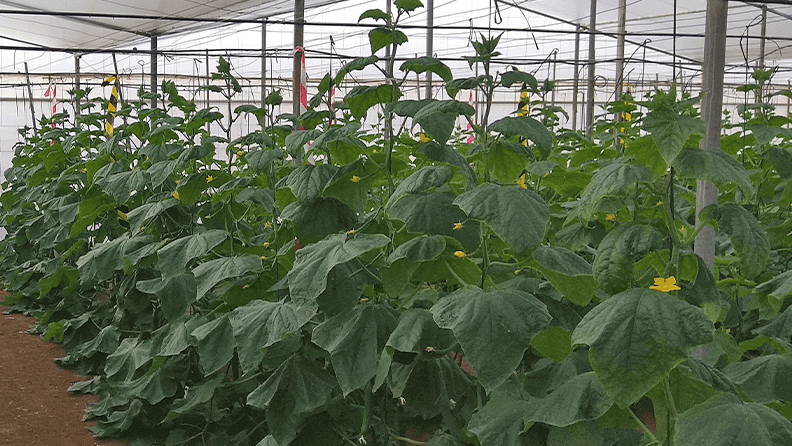 Cultivo de pepino en invernadero.