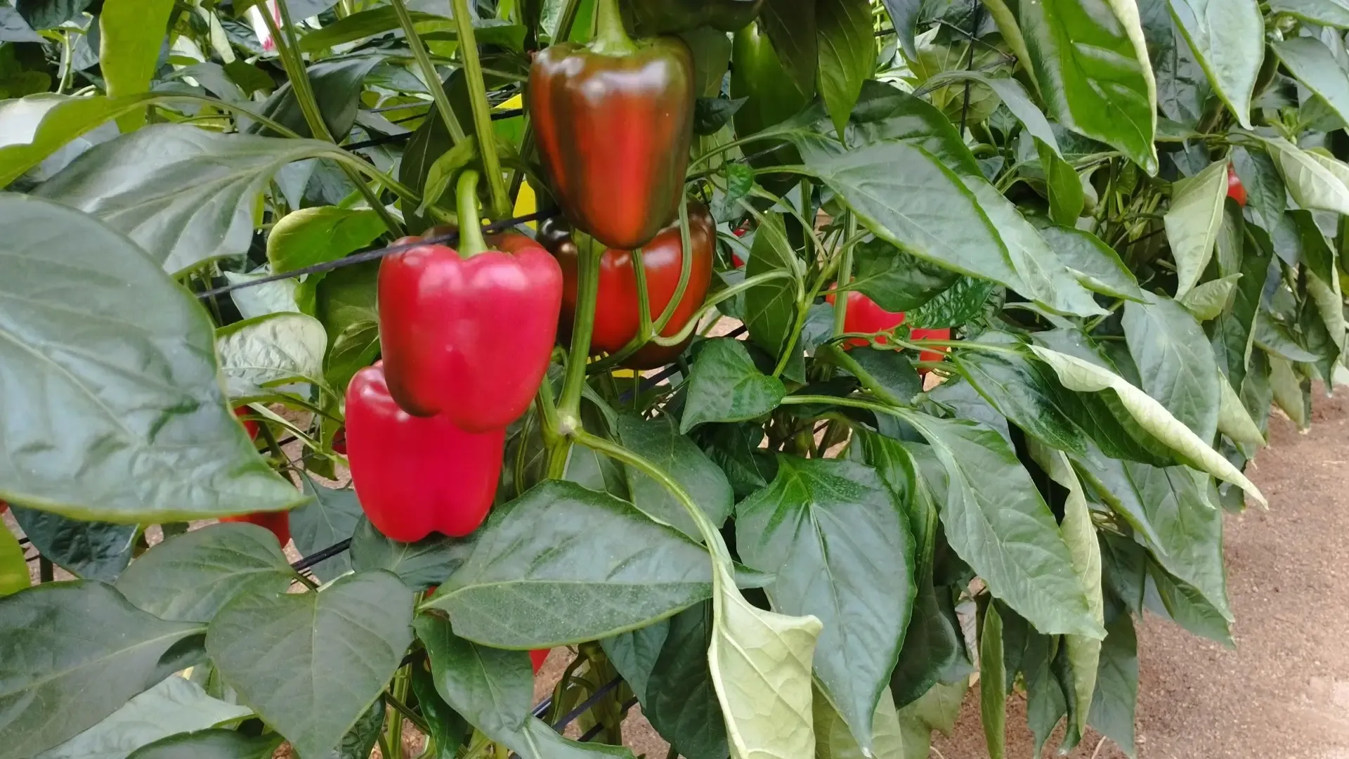 Vista de un cultivo de pimiento. Foto: Estación Experimental Las Palmerillas Cajamar