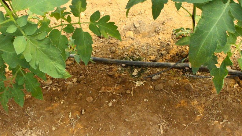Web cultivo tomate suelo desnudo gotero
