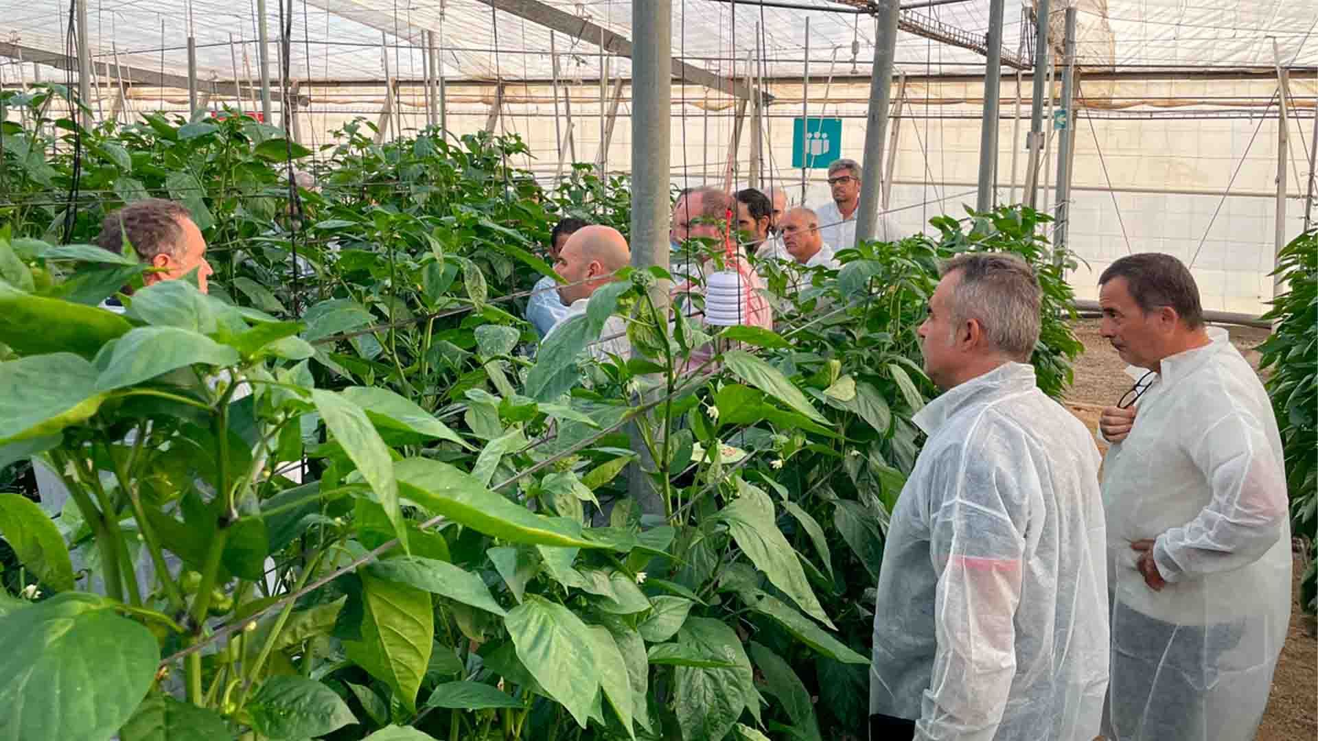 Curso sobre tecnología y digitalización para producción de cultivos hortícolas en invernadero