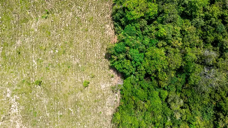 Deforestación en el Amazonas