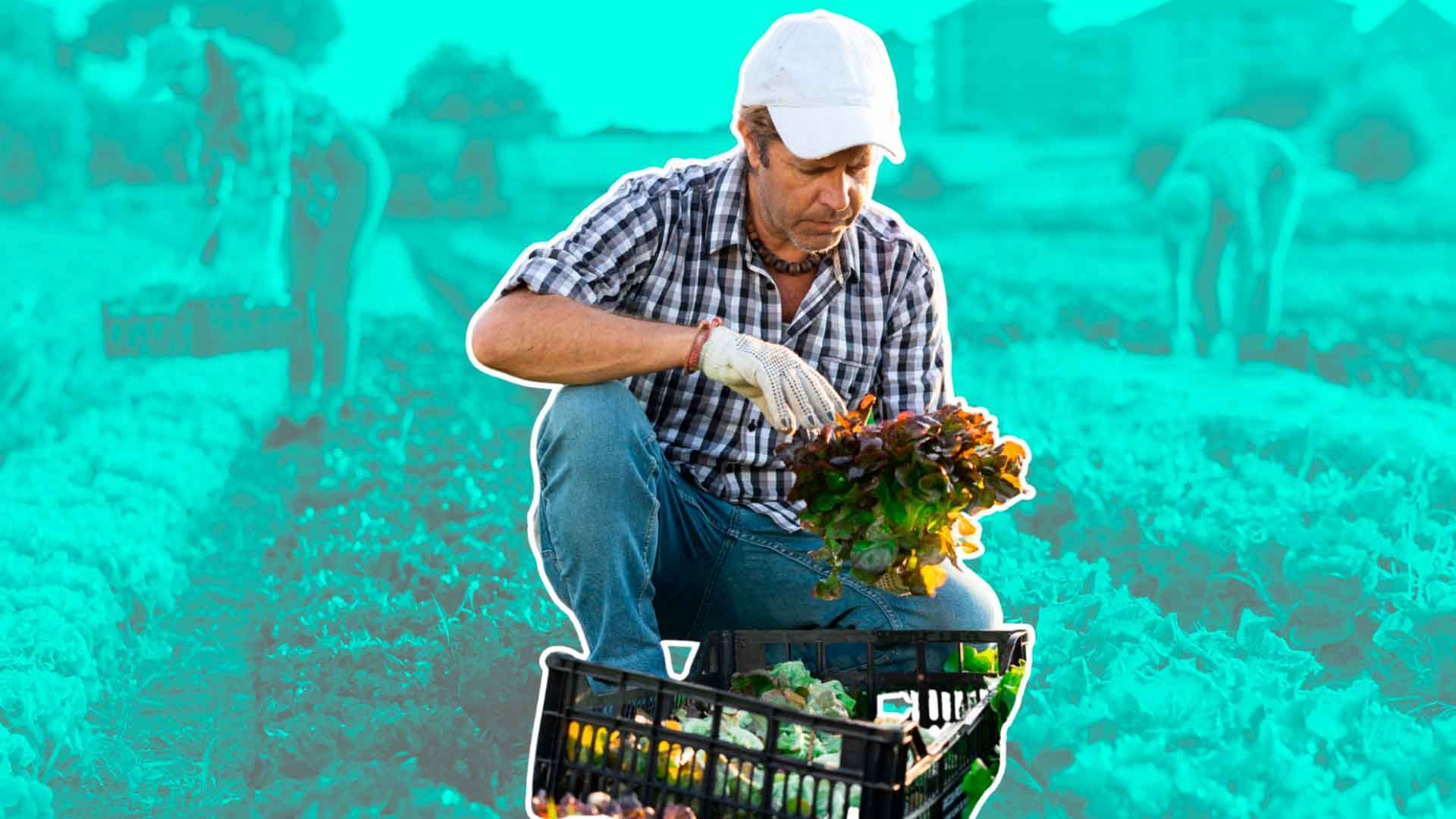 Empleo agrario 2026.