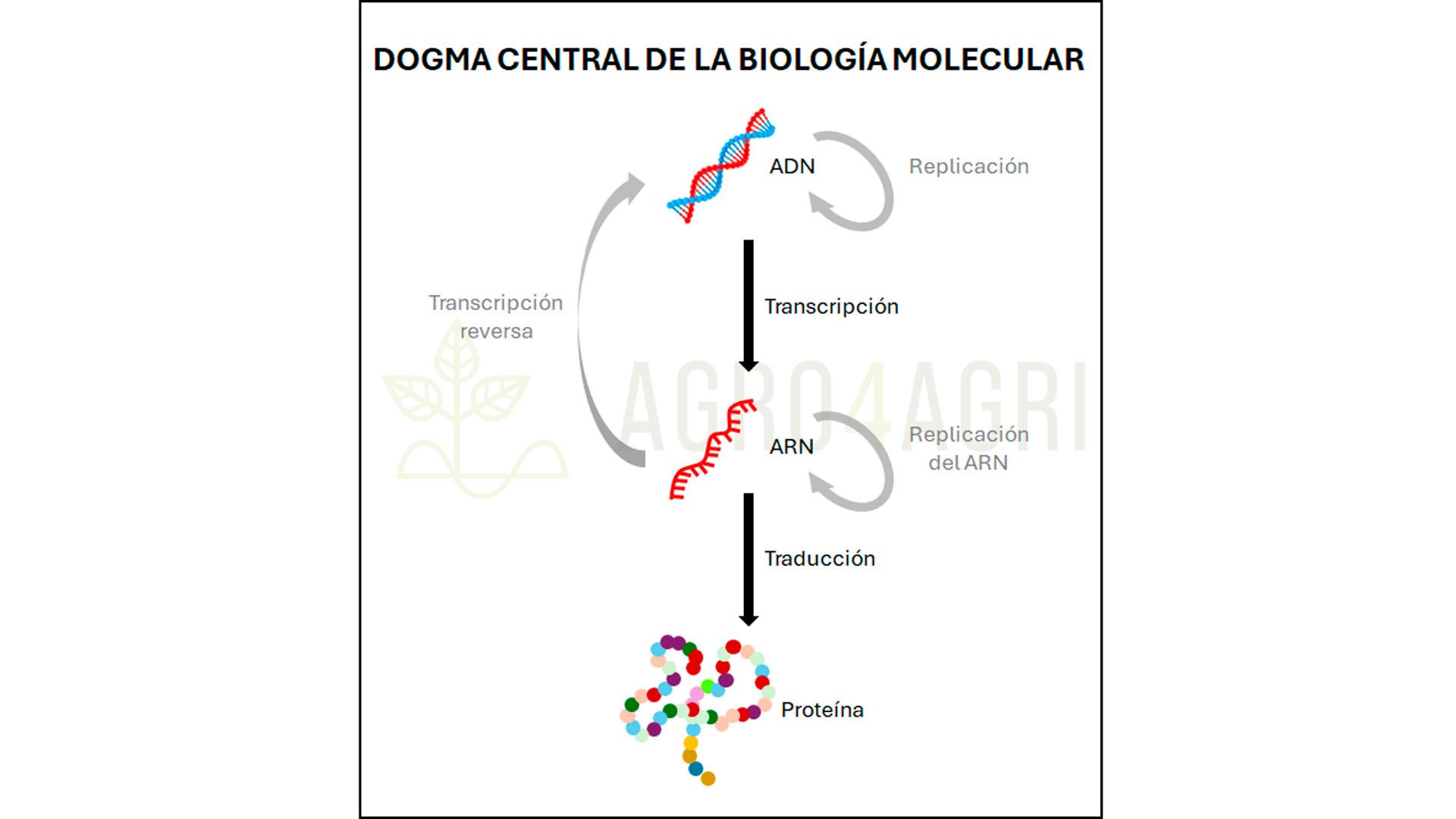 Esquema básico del Dogma Central de la Biología Molecular centrado alrededor de los procesos de transcripción y traducción que da lugar a la producción de proteínas.