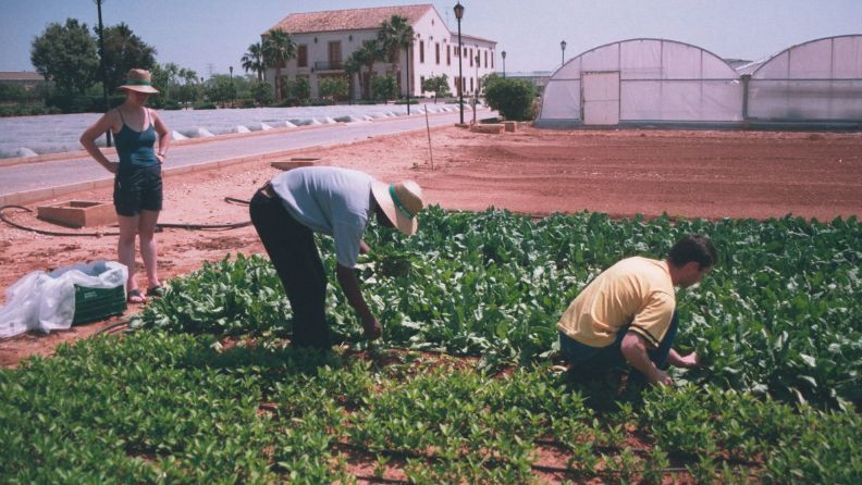 Parcelas experimentales con distintas dosis de riego en el cultivo de añil