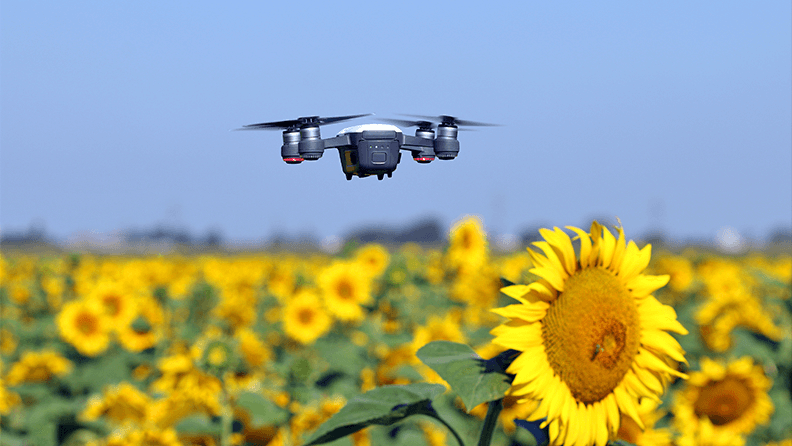 Dron sobrevuela un campo de girasoles