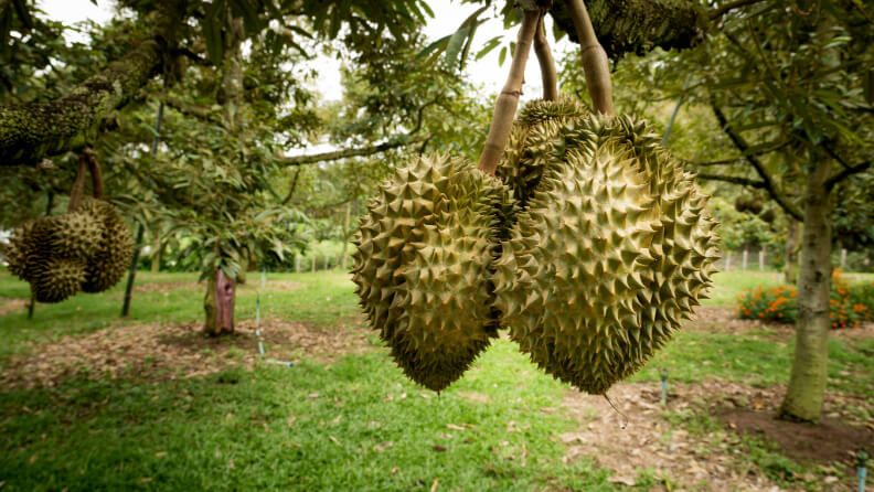 web-durian3.jpg