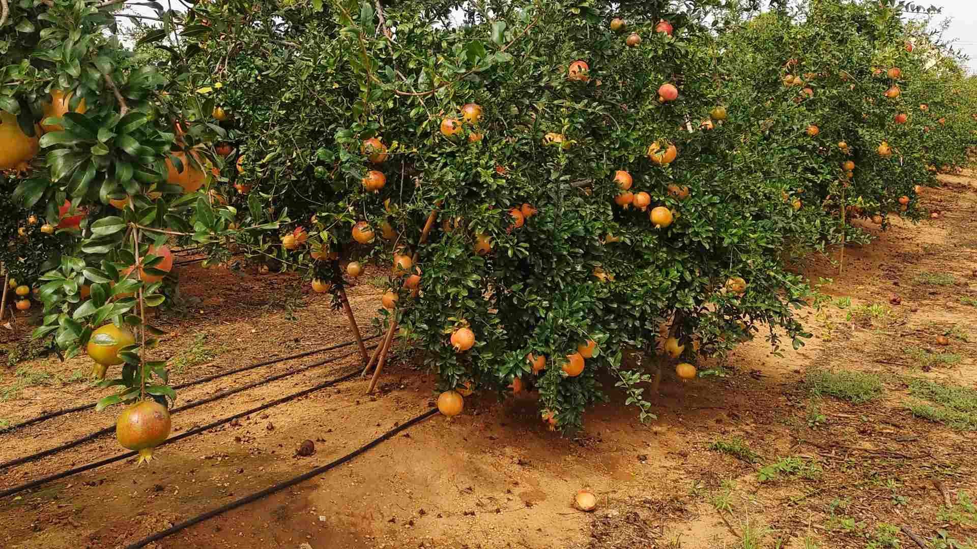 Árbol de granado variedad mollar de elche clon 49