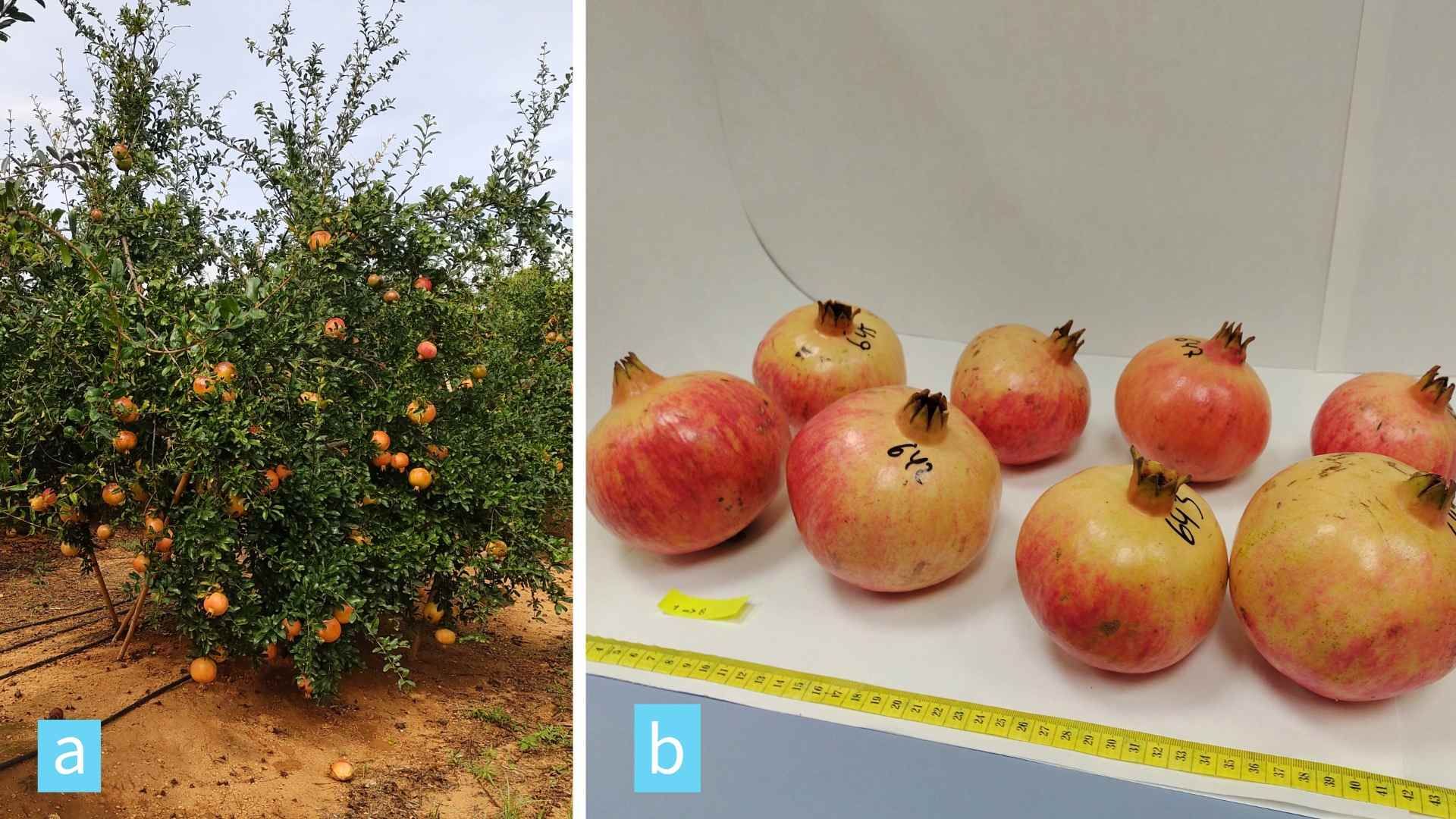 Figura 1. Árbol de granado variedad mollar de elche clon 49 y frutos recolectados para su análisis en laboratorio.