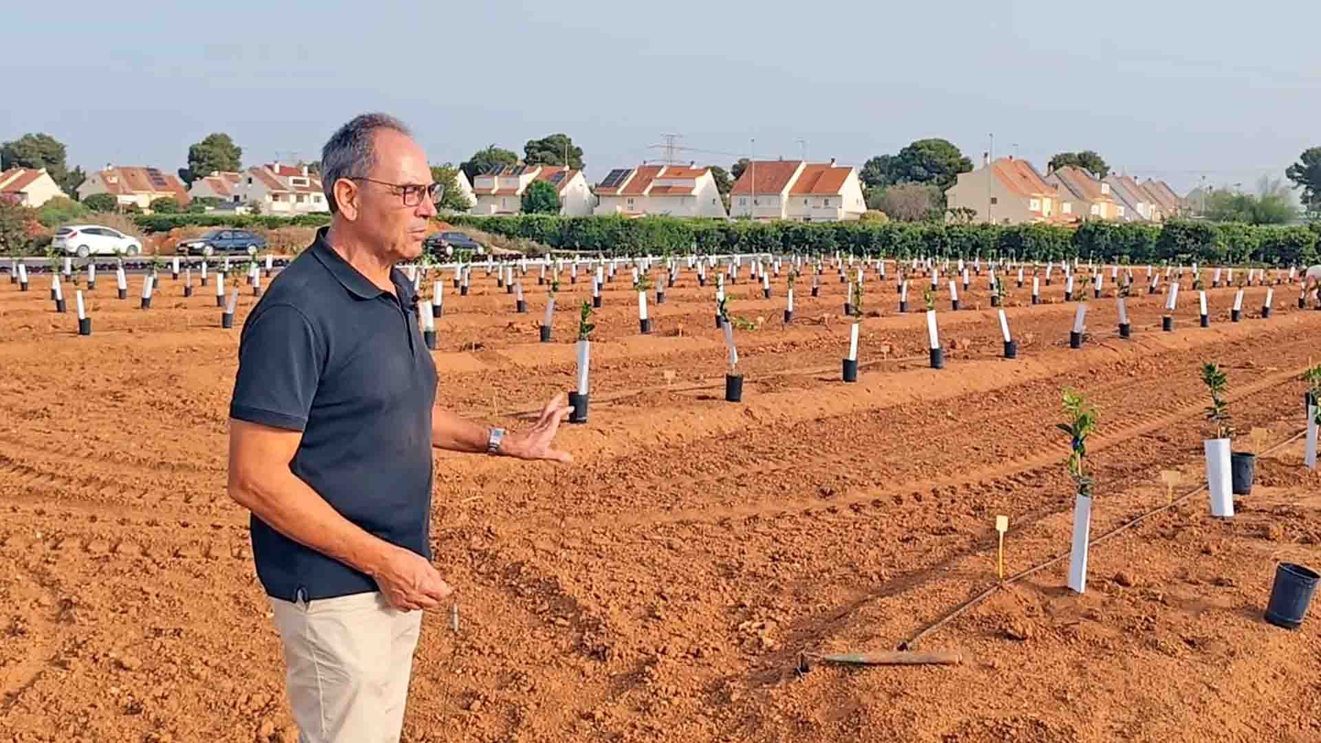 Un hombre en campo de tierra roja con plantones jóvenes en hileras y casas al fondo.