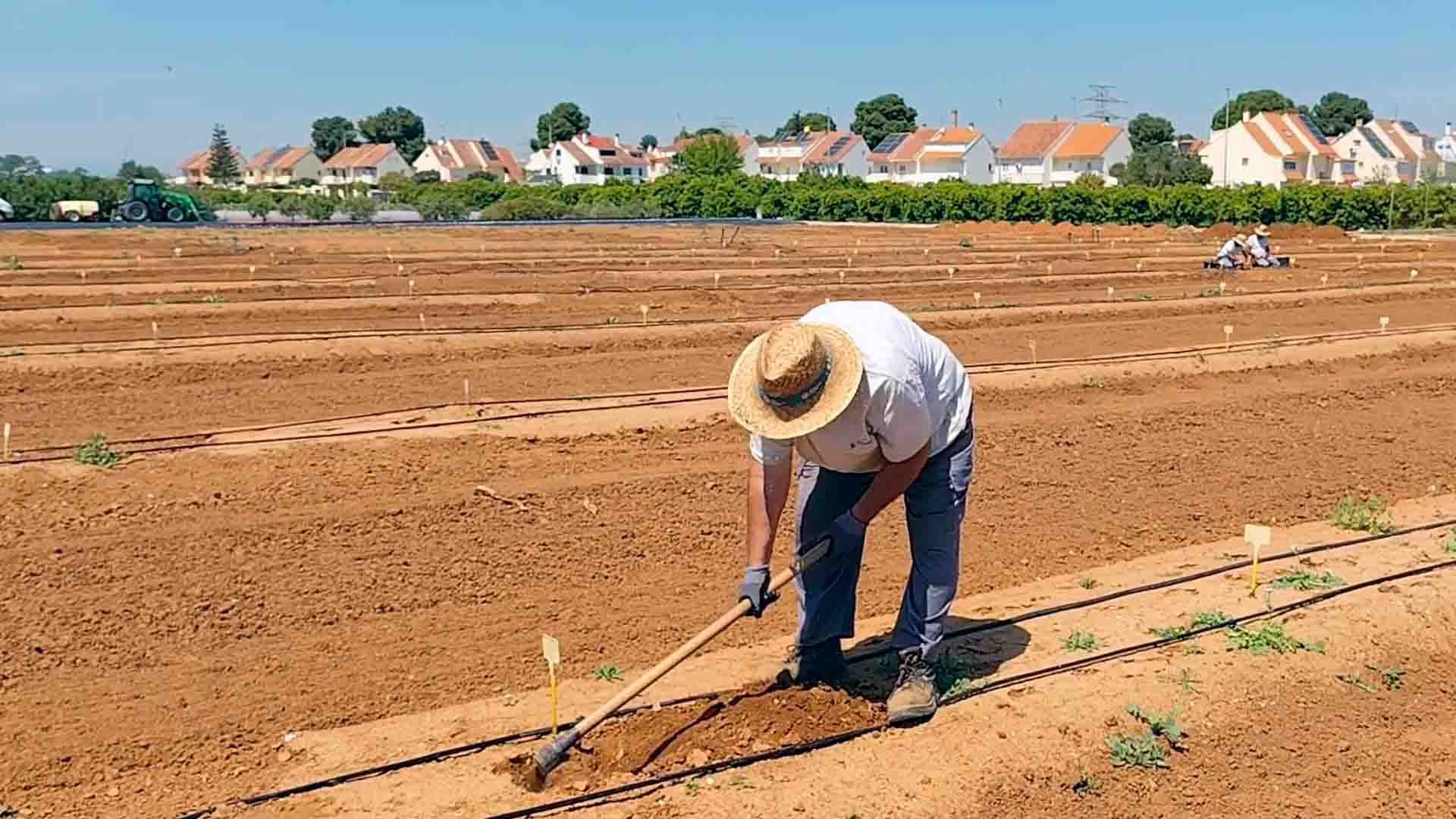 Un agricultor con sombrero trabaja un campo en surcos, con casas al fondo.