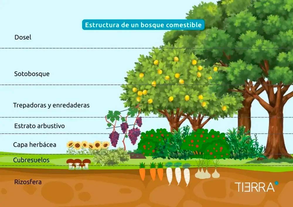 Estructura de un bosque comestible.