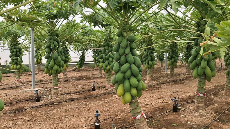 Empleo de sondas de succión para ajustar la fertilización en un cultivo de papaya.