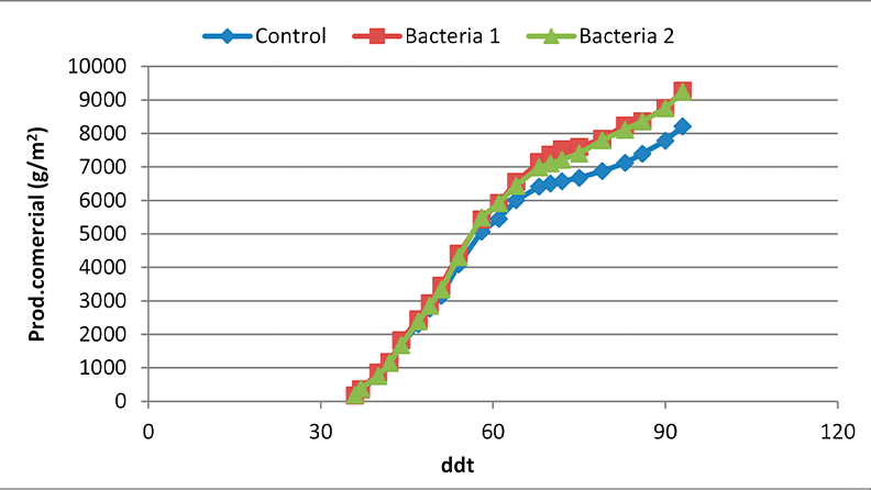 Figura 5.- Evolcuión de la producción comercial de un cultivo de pepino para los diferentes tratamientos con bacterias y tratamiento control.