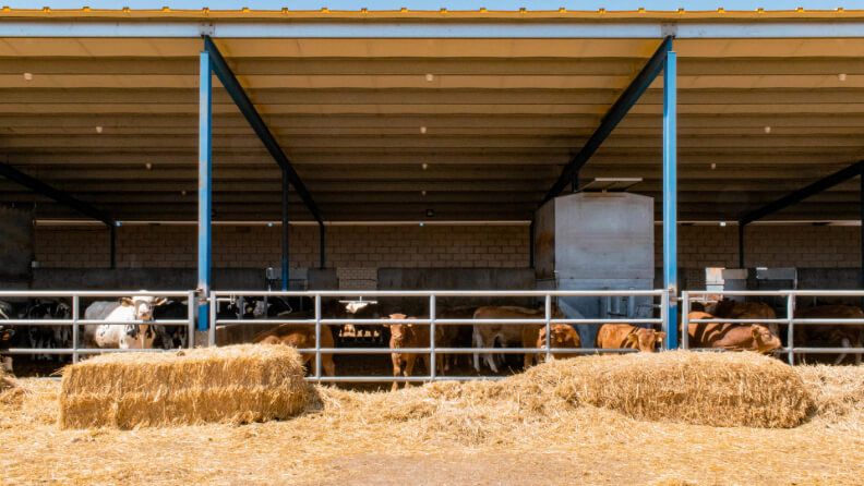 Explotación de ganadería de vacuno. Cedida por DeepFarm/Yaiza Gómez