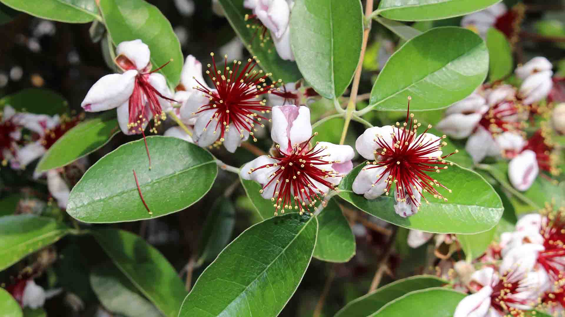 Flores de feijoa en St. Gallen, Suiza.