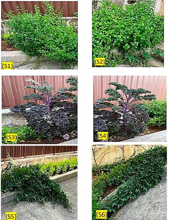 Figura 10.  Apariencia visual de las plantas sin hidrogel a la izquierda y con hidrogel a la derecha. Las fotografías fueron tomadas el 16 de febrero de 2023.