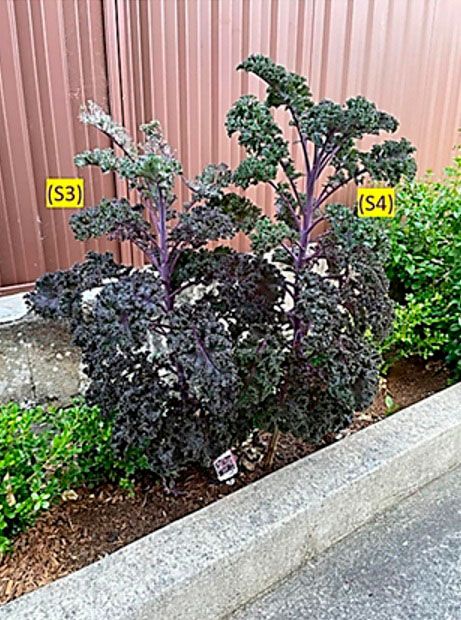 Figura 11. Comparación de la planta de col rizada (kale) con riego de agua normal (S3) y riego con hidrogel (S4).