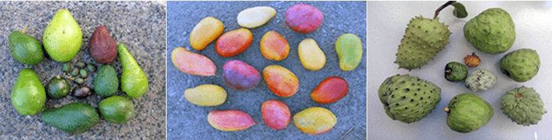Figura 1 Ejemplos de la diversidad de frutas en las tres colecciones principales de frutales tropicales y subtropicales del IHSM “La Mayora”: aguacate, mango y chirimoyo.