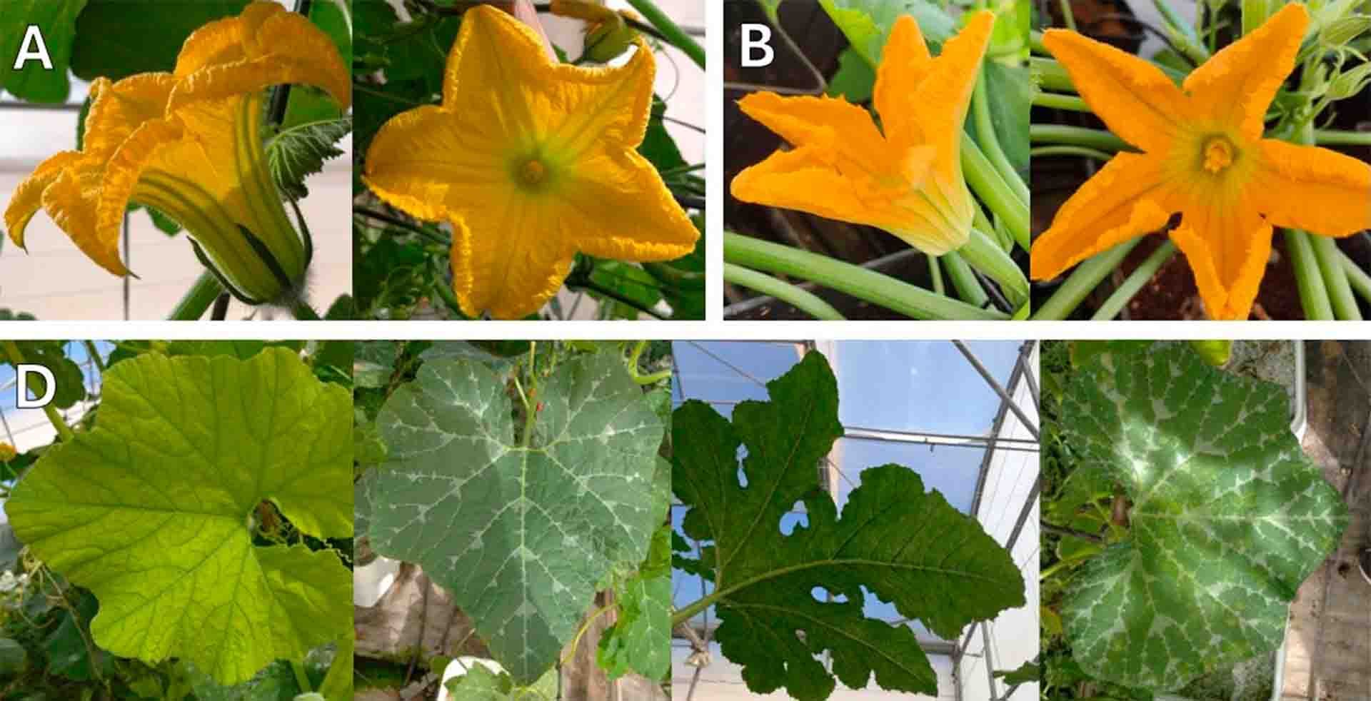 Figura 1. Flor y hojas de calabazas del género Cucurbita. Las calabazas presentan las flores masculinas (A) y femeninas (B) separadas. Sus hojas (D) también pueden tener distintas formas según la variedad. Fuente imágenes: propia.