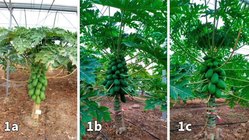 Figura 1. Selección de variedades híbridas de papaya cultivadas en invernadero en el proyecto CARISMED.