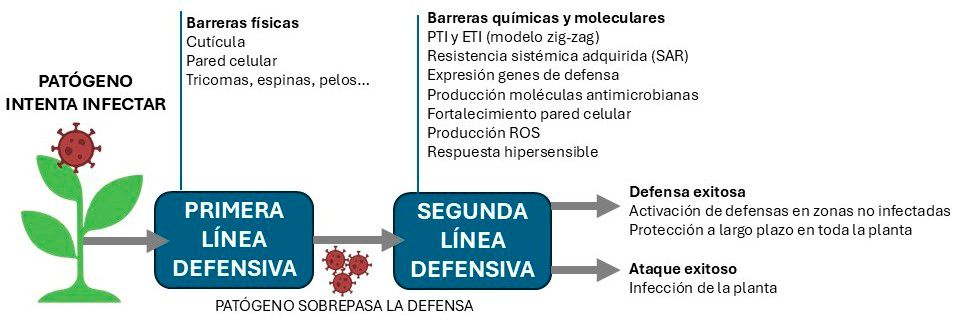 Figura 1. Respuesta de la planta frente a patógenos
