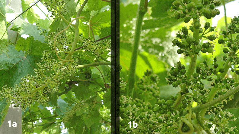 Figura 1a y 1b. Racimos en floración. Tratamiento con giberelinas para aclareo de frutos.