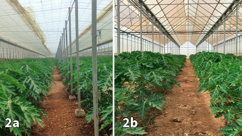 Figura 2. Estructuras de invernadero utilizadas para producir papaya en España.