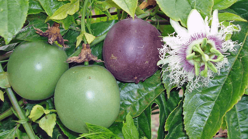 Maracuyá morado (Passiflora edulis f edulis).