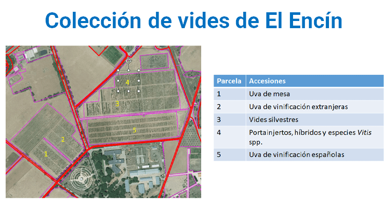 Figura 3. Distribución de las parcelas la colección de vides del El Encin.