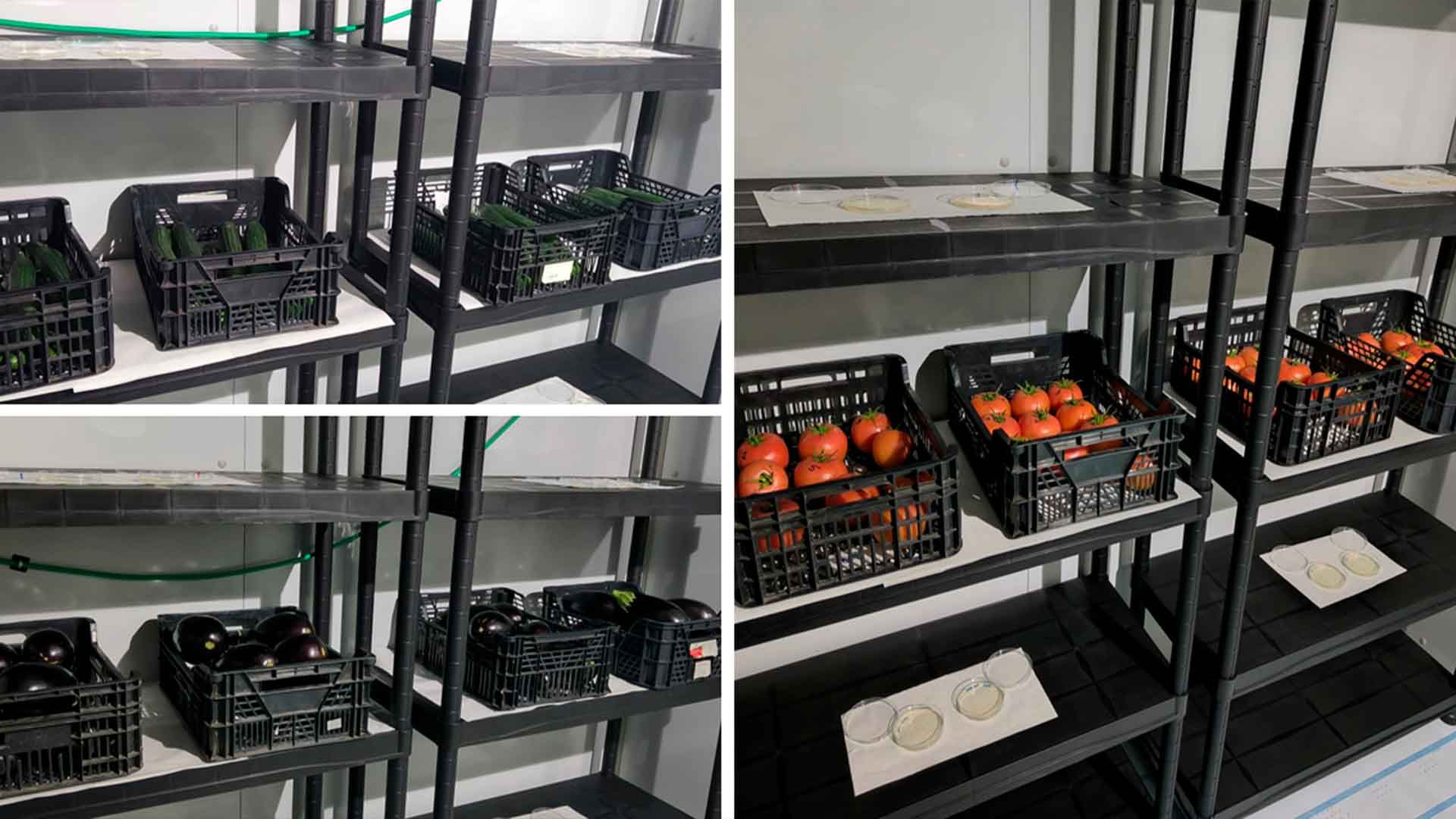 Figura 2. Vista general de los ensayos de tomate, pepino y berenjena. Disposición en 4 bloques con 10 frutos cada uno, tanto para tratado como para el control.