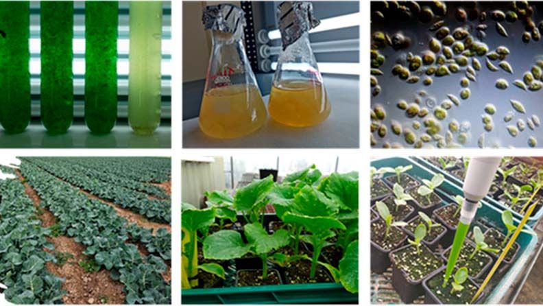 Figura 3. Obtención de nuevos bioestimulantes y biofertilizantes para su uso agrícola.