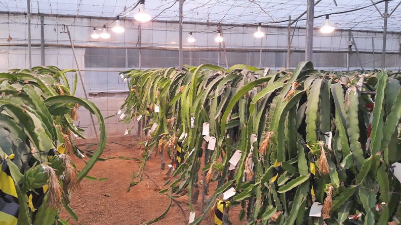 Figura 3. Invernadero tipo parral con cultivo de pitaya sobre un sistema de conducción en T con instalación de luz artificial.